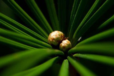 Sciadopitys verticillata - pajehličník přeslenatý, deštníkovec - pupen